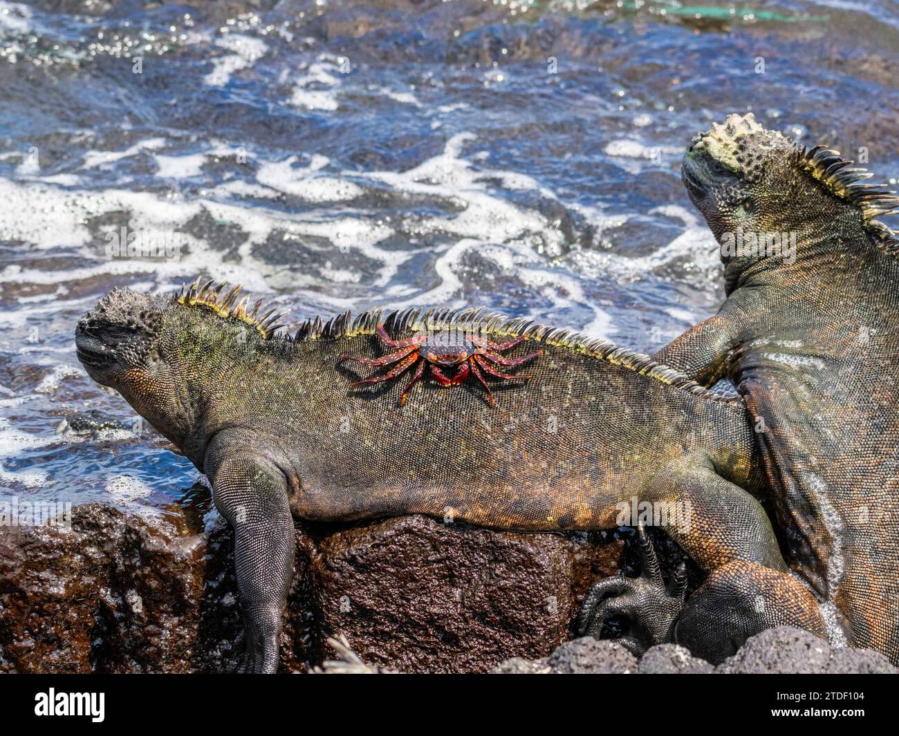 Un granchio Sally lightfoot (Grapsus grapsus) per adulti, su un'iguana marina sull'isola di Fernandina, Galapagos, sito patrimonio dell'umanità dell'UNESCO, Ecuador Foto Stock
