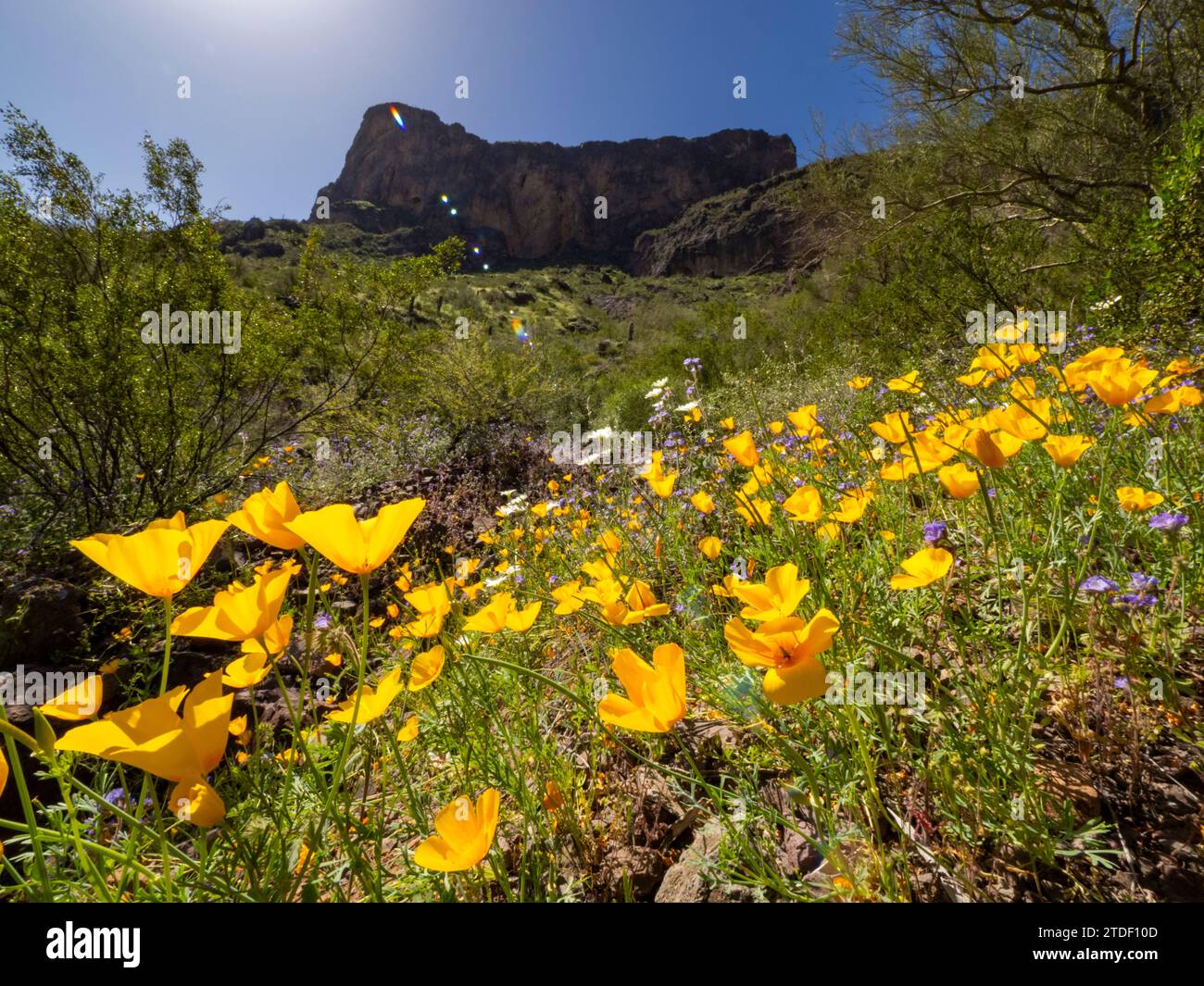 Fiori selvatici in fiore dopo una stagione piovosa particolarmente buona al Picacho Peak State Park, Arizona, Stati Uniti d'America, Nord America Foto Stock