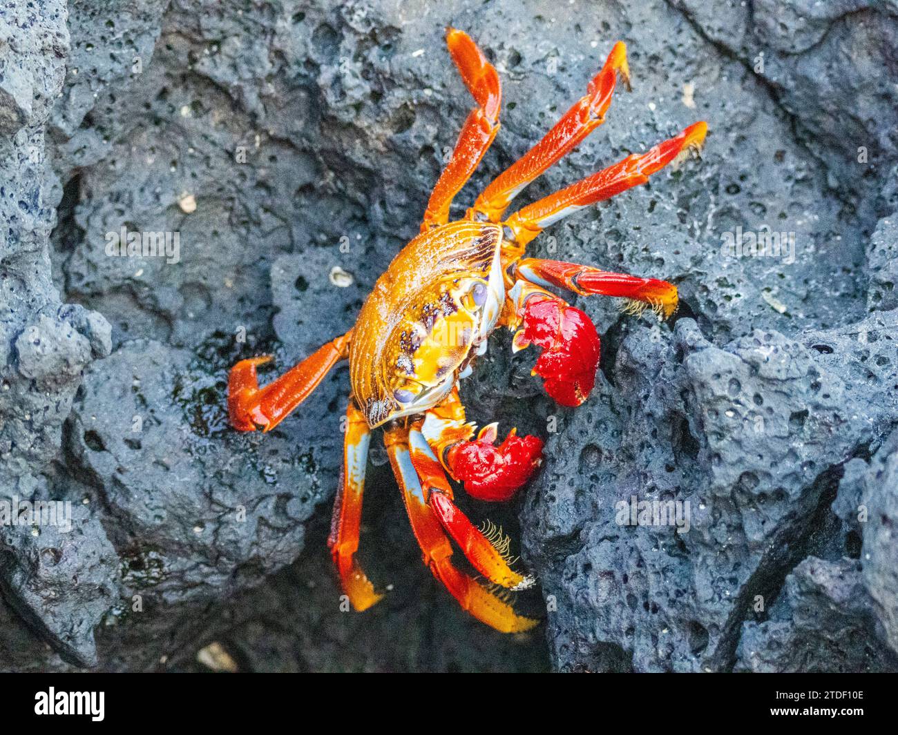 Un granchio Sally lightfoot (Grapsus grapsus) per adulti, a Baltra, Bacha Beach sull'isola di Santa Cruz, Galapagos, sito patrimonio dell'umanità dell'UNESCO, Ecuador Foto Stock