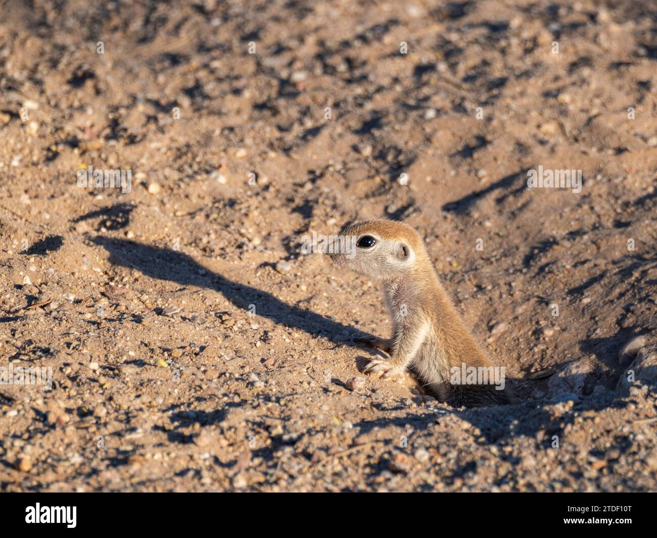 Scoiattolo macinato a coda tonda (Xerospermophilus tereticaudus), Brandi Fenton Park, Tucson, Arizona, Stati Uniti d'America, Nord America Foto Stock