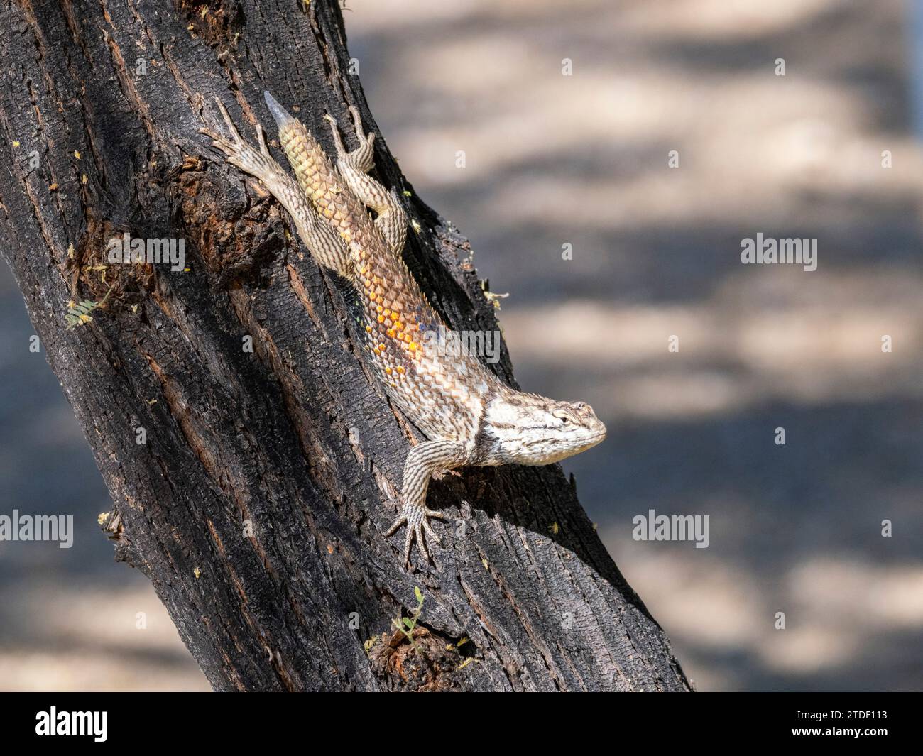 Una lucertola spinosa del deserto (Sceloporus magister) adulta, Brandi Fenton Park, Tucson, Arizona, Stati Uniti d'America, Nord America Foto Stock