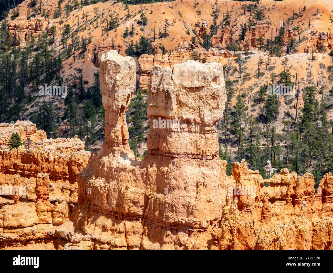 Formazioni di roccia rossa conosciute come hoodoos nel Bryce Canyon National Park, Utah, Stati Uniti d'America, Nord America Foto Stock