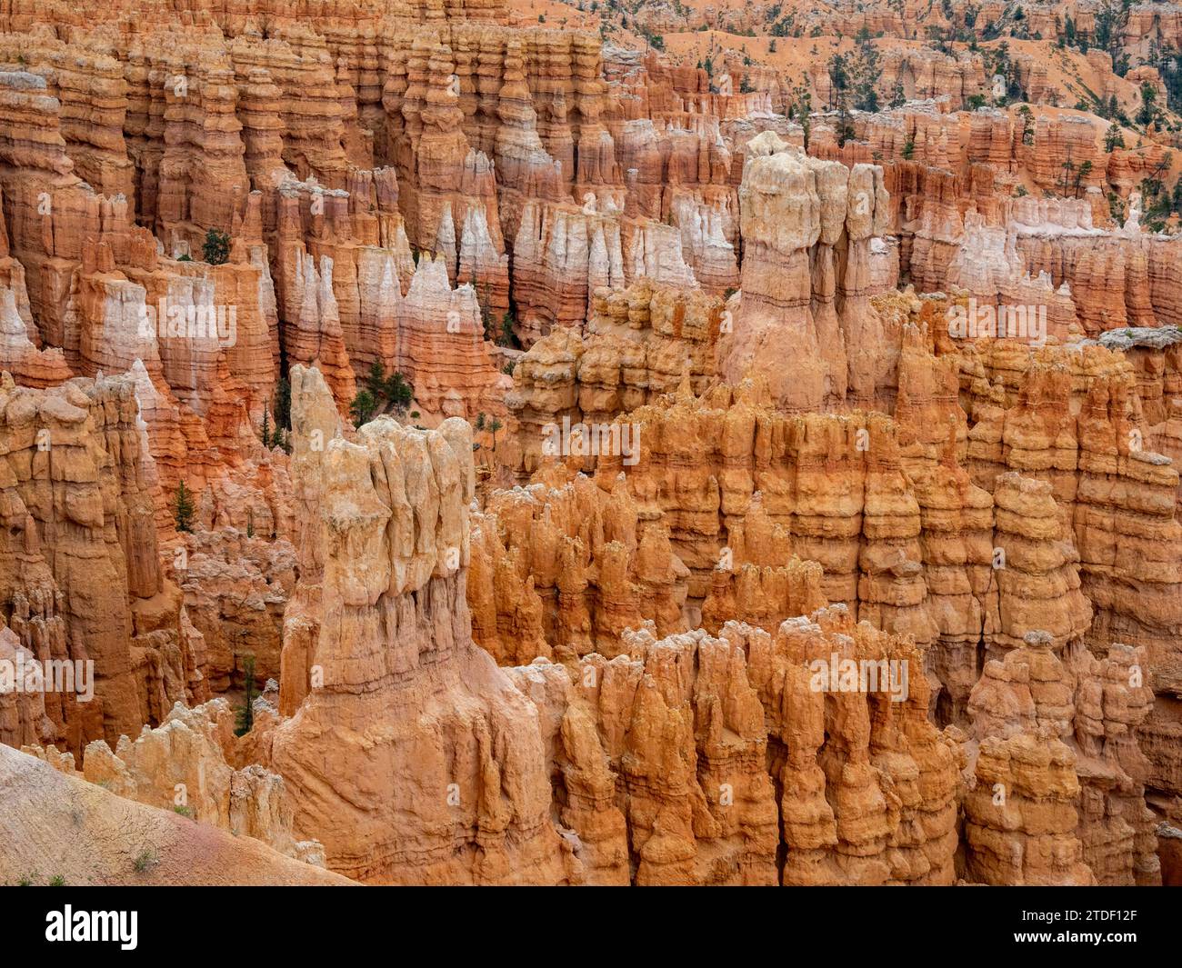 Formazioni di roccia rossa conosciute come hoodoos nel Bryce Canyon National Park, Utah, Stati Uniti d'America, Nord America Foto Stock