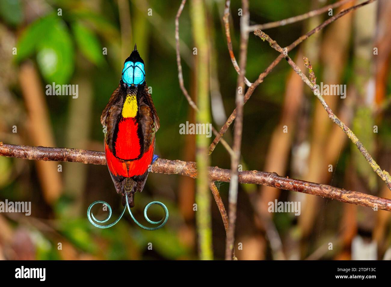 Un uccello di paradiso maschile di Wilson (Cicinnurus respublica), in mostra di corteggiamento sull'isola di Waigeo, Raja Ampat, Indonesia, Sud-est asiatico, Asia Foto Stock