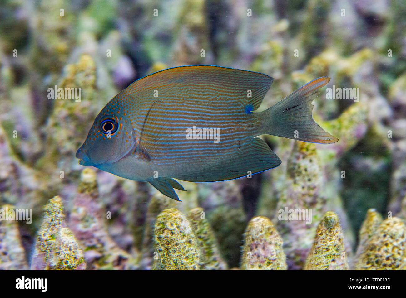 Una bristletooth foderata per adulti (Ctenochaetus striatus), al largo di Kawe Island, Raja Ampat, Indonesia, Sud-est asiatico, Asia Foto Stock