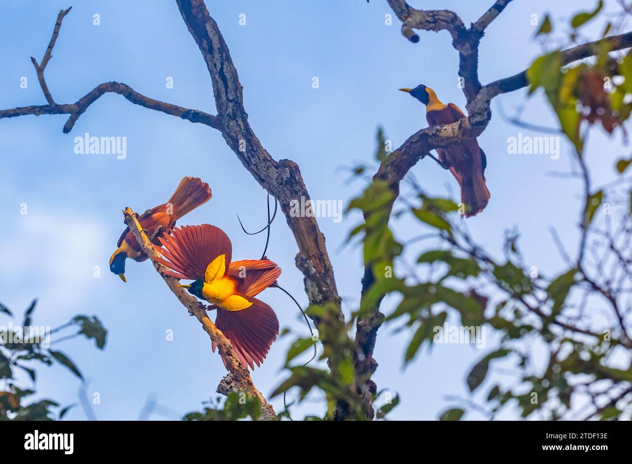 Un paio di uccelli rossi adulti del paradiso (Paradisaea rubra), in corteggiamento a Gam Island, Raja Ampat, Indonesia, Sud-Est asiatico, Asia Foto Stock