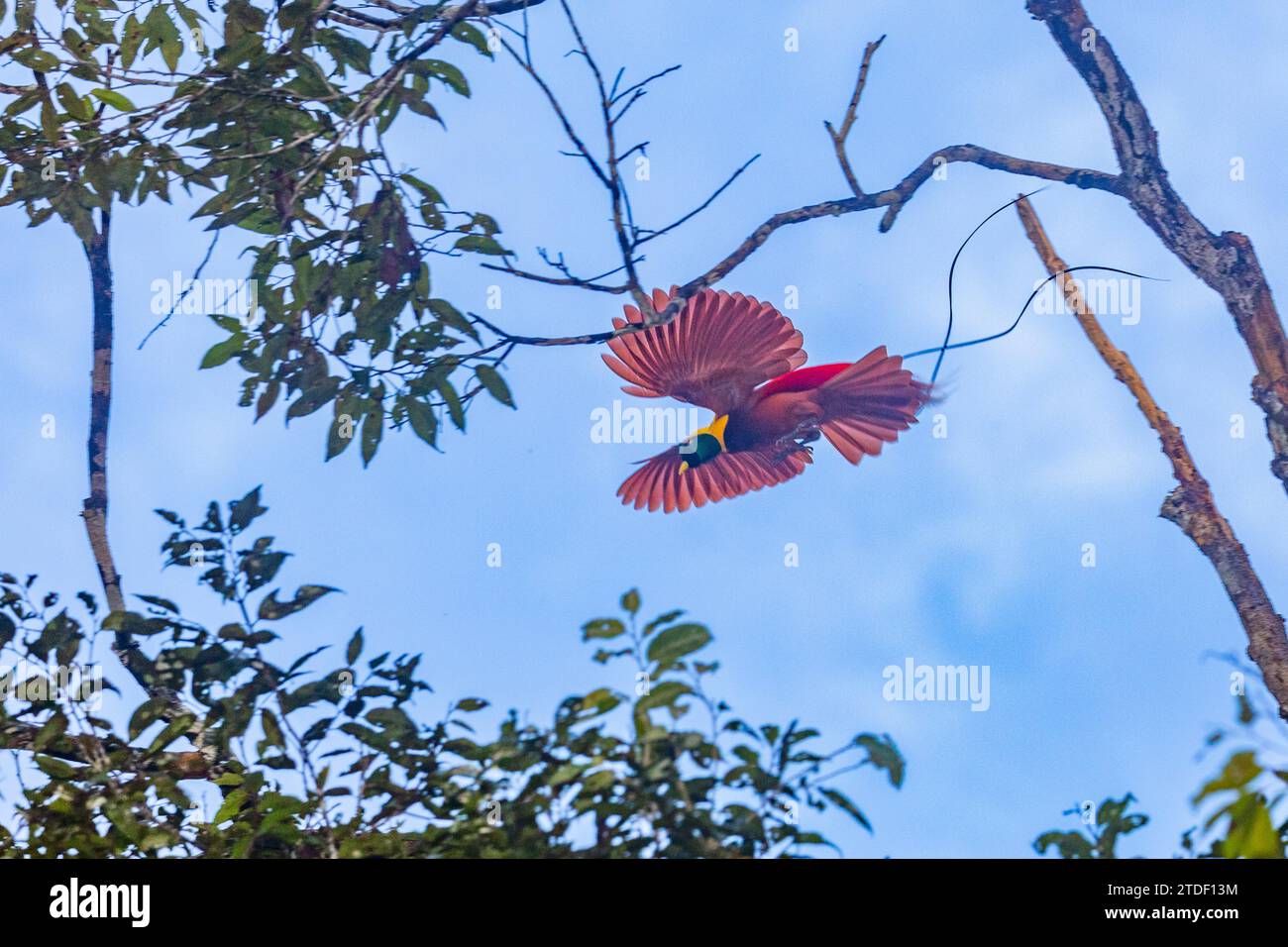 Un uccello di paradiso rosso adulto (Paradisaea rubra), in volo sull'isola di Gam, Raja Ampat, Indonesia, Sud-est asiatico, Asia Foto Stock