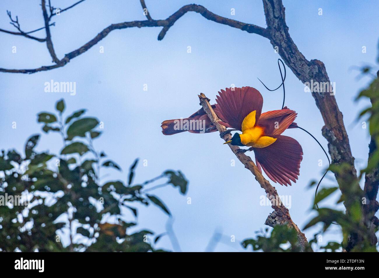 Un paio di uccelli rossi adulti del paradiso (Paradisaea rubra), in corteggiamento a Gam Island, Raja Ampat, Indonesia, Sud-Est asiatico, Asia Foto Stock