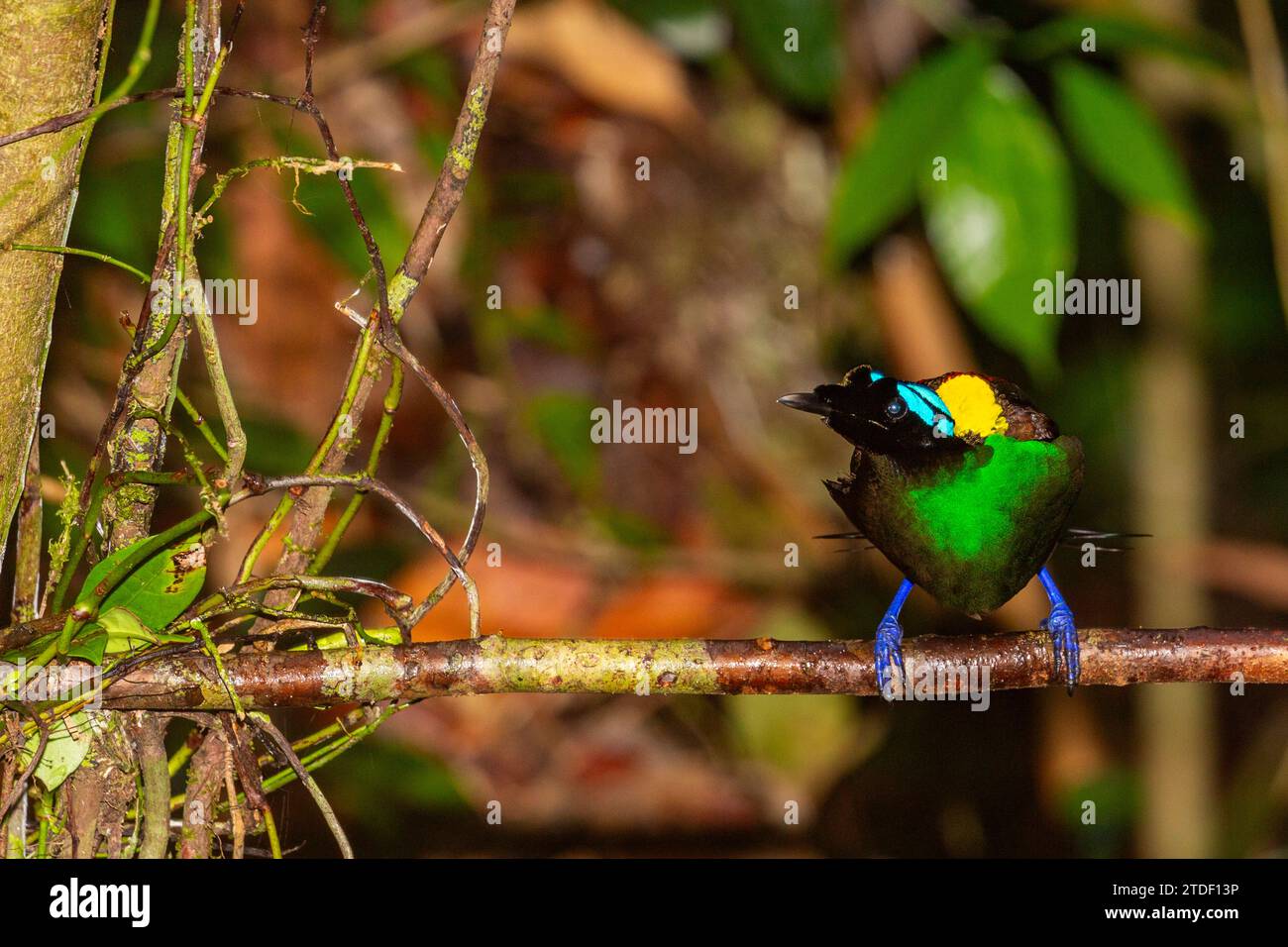 Un uccello di paradiso maschile di Wilson (Cicinnurus respublica), in mostra di corteggiamento sull'isola di Waigeo, Raja Ampat, Indonesia, Sud-est asiatico, Asia Foto Stock