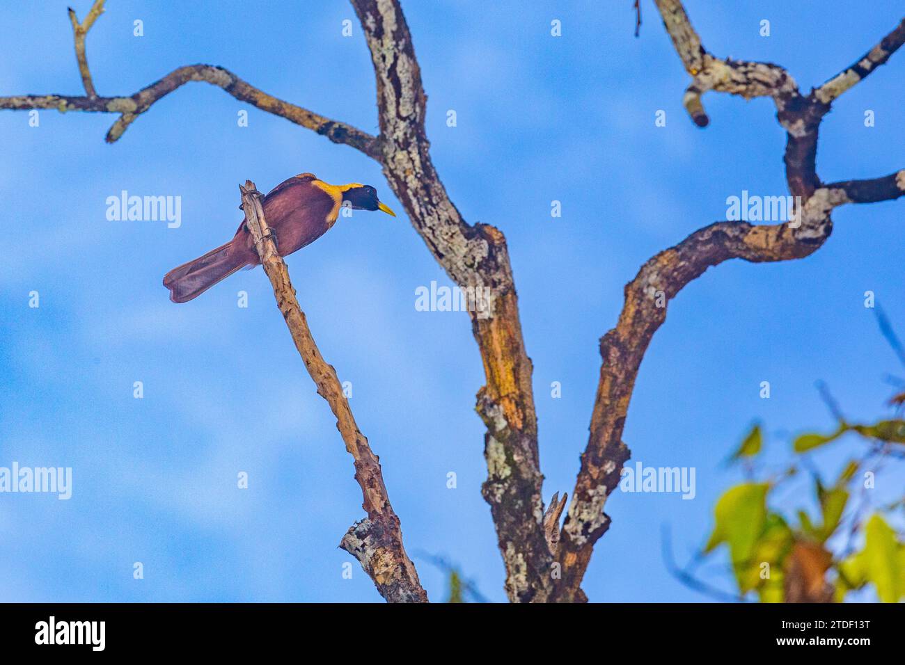 Una femmina adulta di uccello rosso del paradiso (Paradisaea rubra), arroccata sull'isola di Gam, Raja Ampat, Indonesia, Sud-Est asiatico, Asia Foto Stock