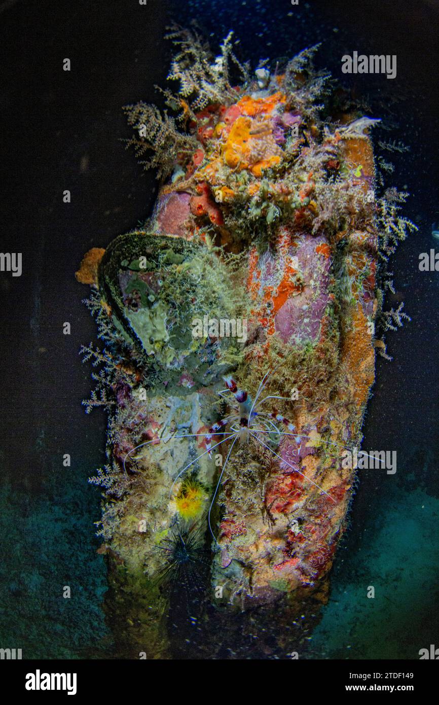 Un gamberetto di corallo (Stenopus hispidus) adulto, in una serata di snorkeling a Arborek Reef, Raja Ampat, Indonesia, Sud-est asiatico, Asia Foto Stock