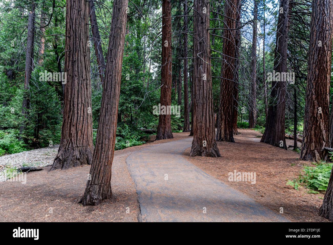 Alberi di sequoia nel parco nazionale di Yosemite, sito patrimonio dell'umanità dell'UNESCO, California, Stati Uniti d'America, Nord America Foto Stock