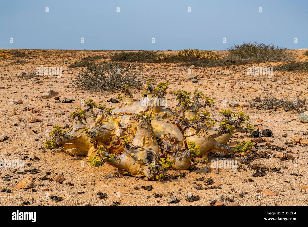 Welwitschia (Welwitschia mirabilis), Dombe grande, Namibre, Angola, Africa Foto Stock