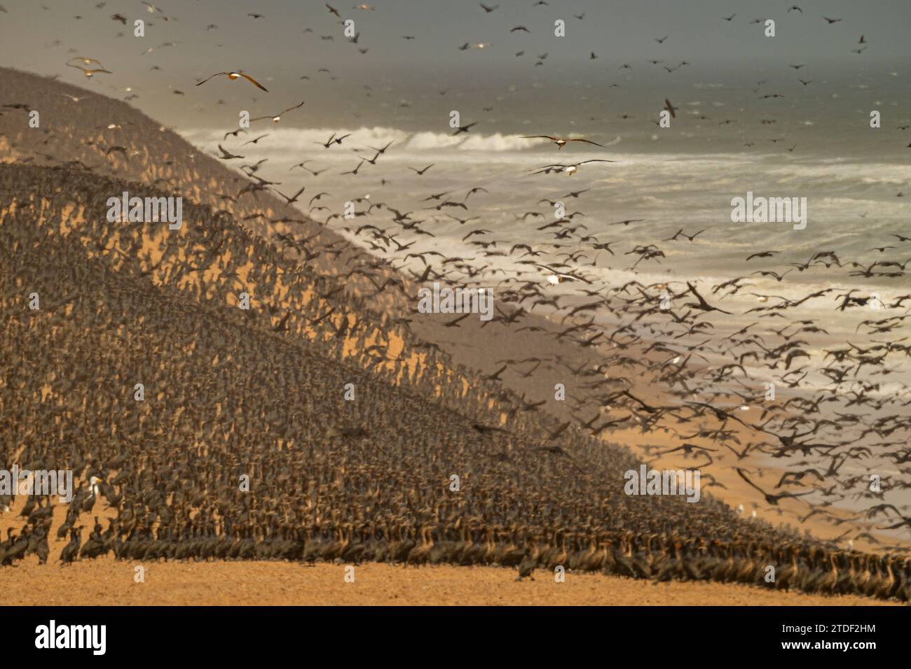 Massiccio numero di cormorani sulle dune di sabbia lungo la costa atlantica, il deserto del Namibe (Namib), il Parco Nazionale di Iona, Namibe, Angola, Africa Foto Stock