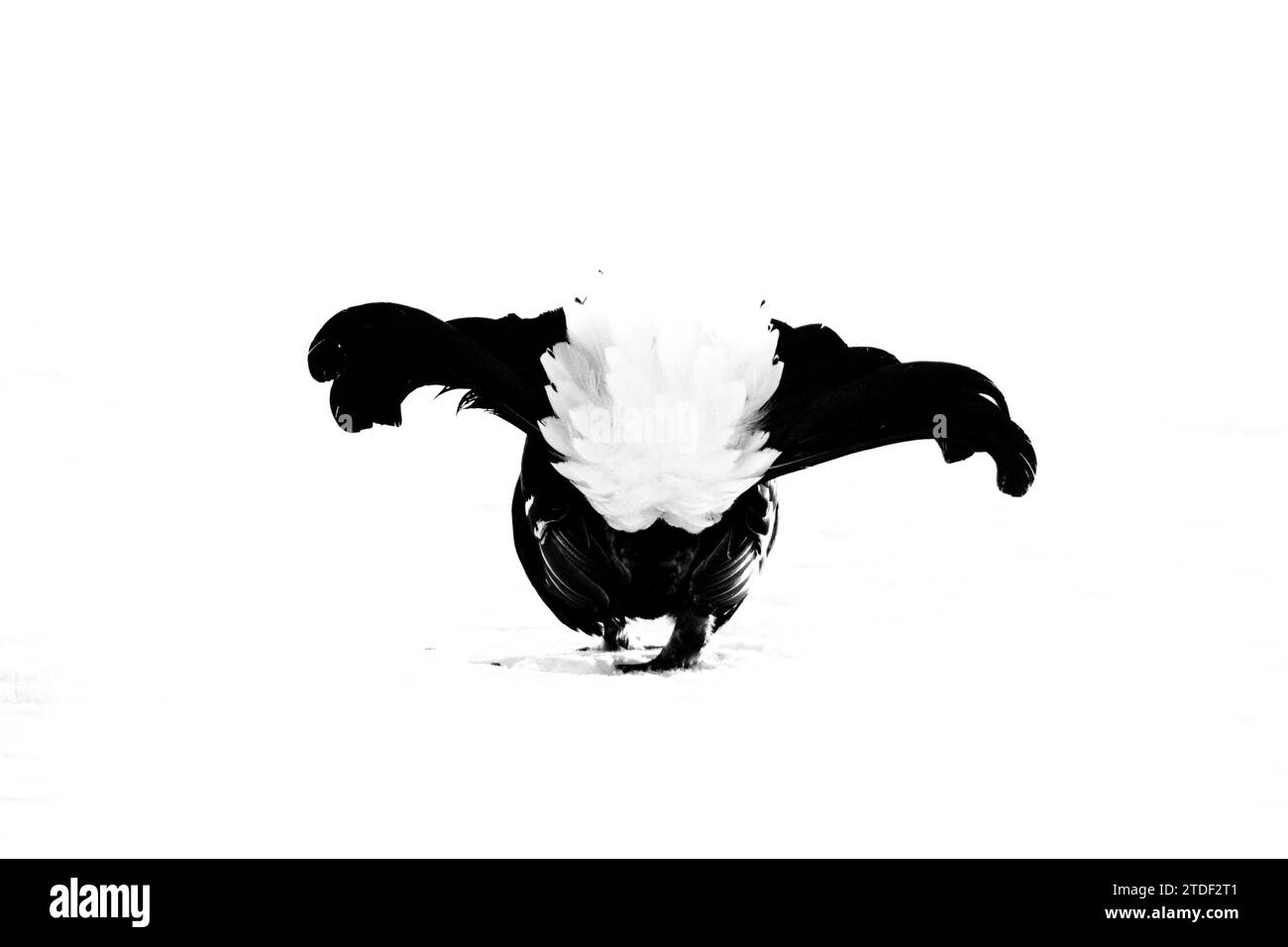 Black Grouse (Tetrao tetrix) at lek, Finlandia, Europa Foto Stock