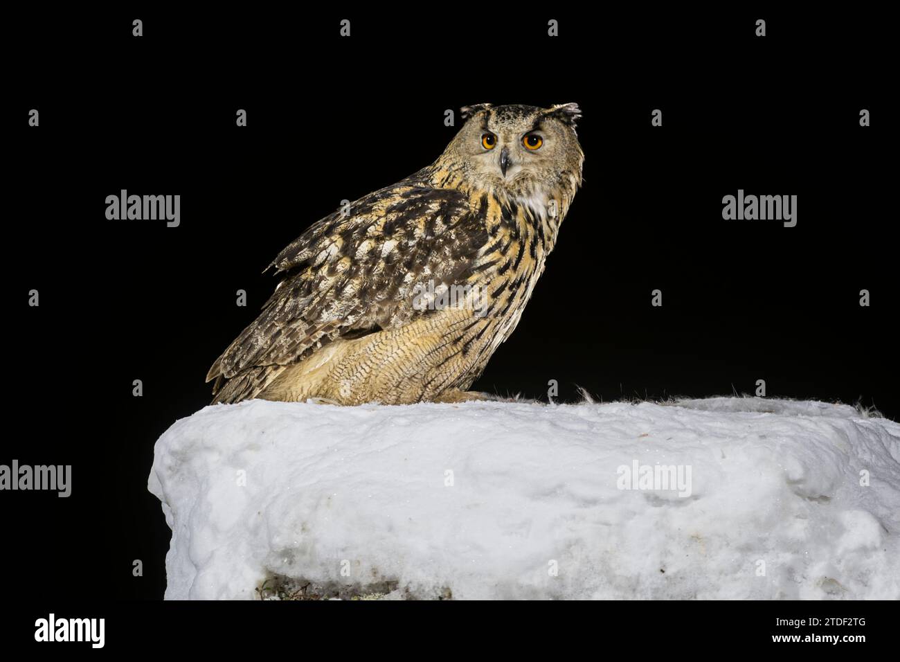 Gufo di aquila eurasiatica (bubo bubo) su ceppo di alberi innevati, Finlandia, Europa Foto Stock