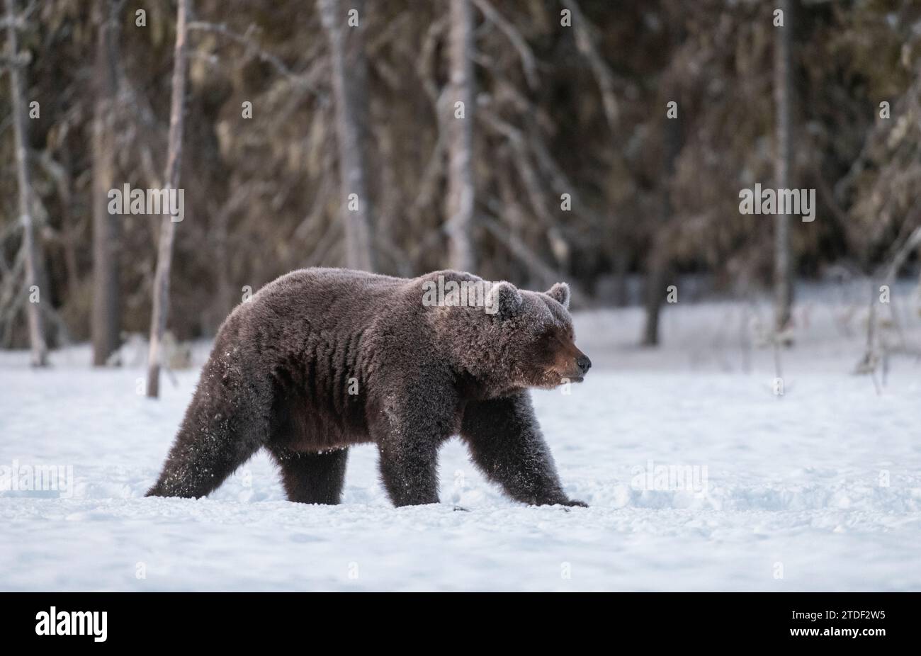 Orso bruno eurasiatico (Ursus arctos arctos) coperto di gelo su palude innevate, Finlandia, Europa Foto Stock