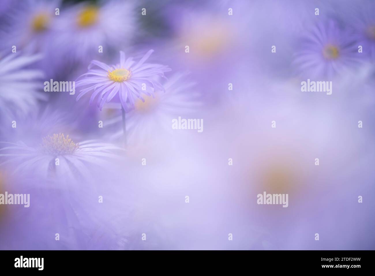 Aster frikartii monch, Regno Unito, Europa Foto Stock