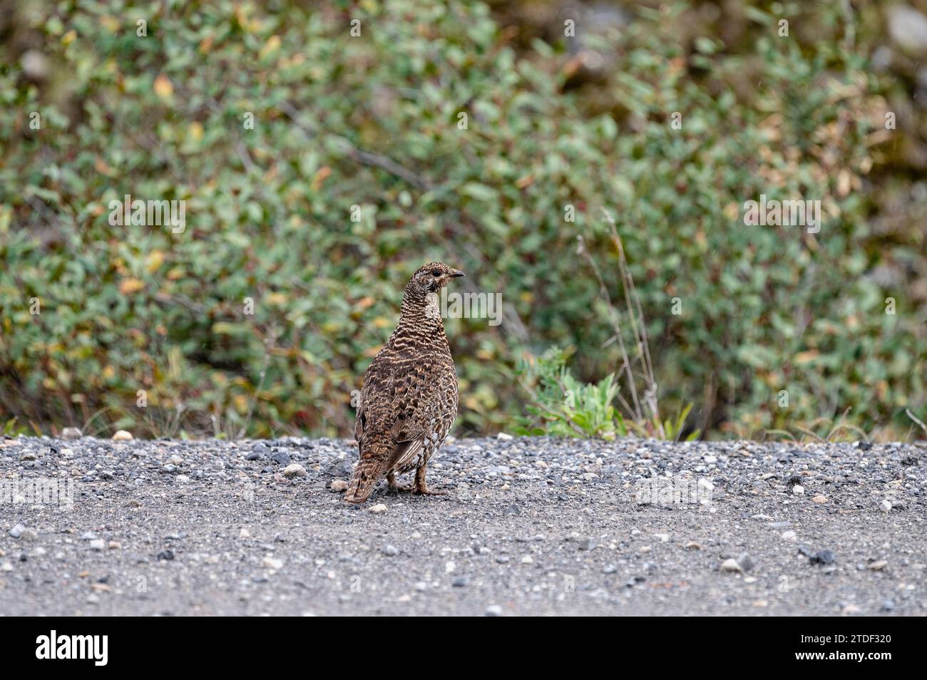 Spruce Grouse (Canachites canadensis) nella densa natura selvaggia canadese, Montagne Rocciose canadesi, Alberta, Canada, Nord America Foto Stock