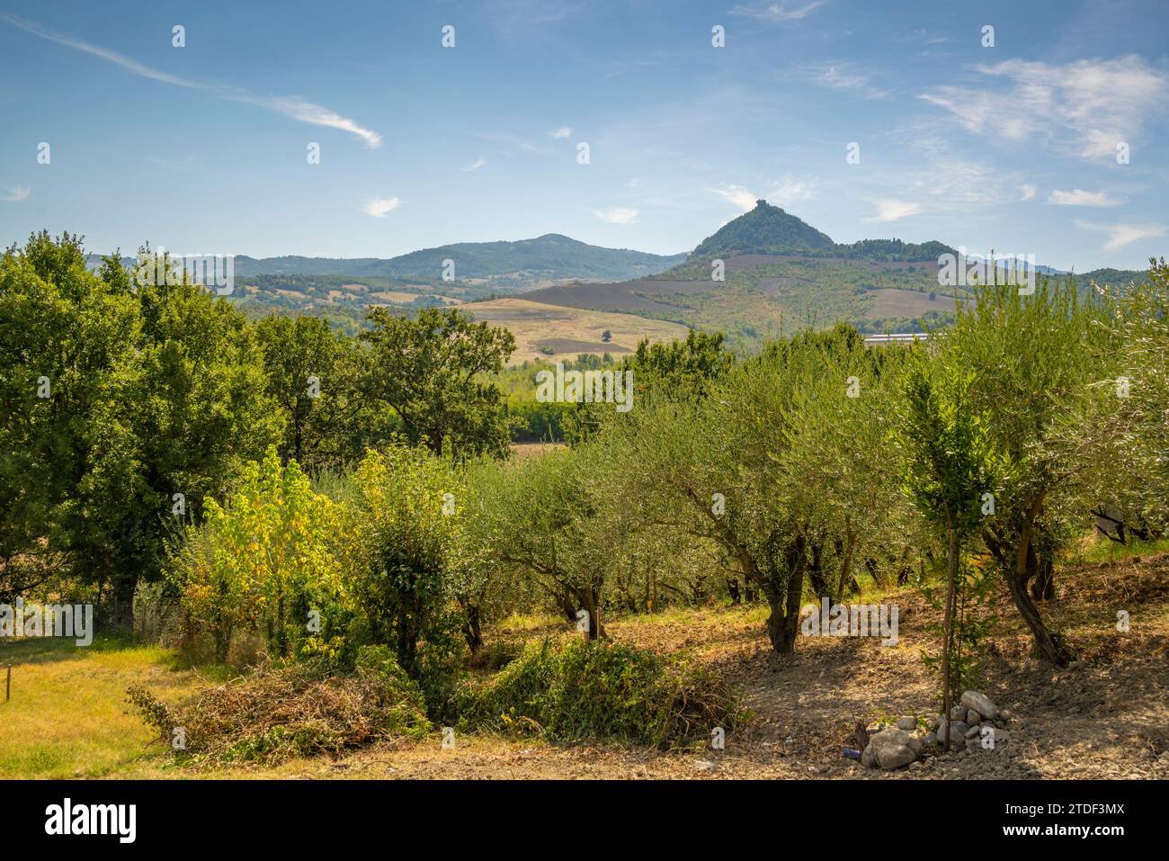Vista degli ulivi e della campagna verso San Leo, provincia di San Rimini, Emilia-Romagna, Italia, Europa Foto Stock