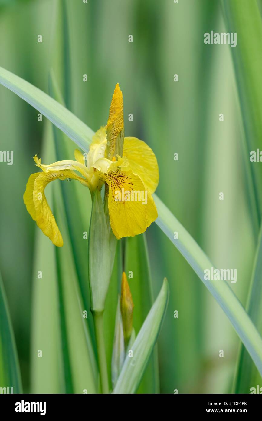 Iris pseudacorus, la bandiera gialla, l'iride giallo o la bandiera dell'acqua, Foto Stock