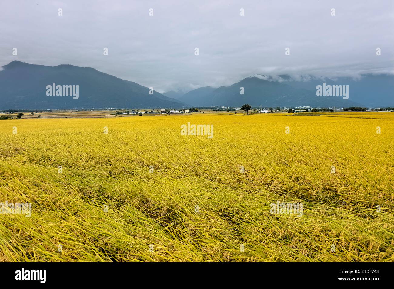 I bellissimi campi di riso di Chishang durante il raccolto, Chishang, Taitung, Taiwan Foto Stock