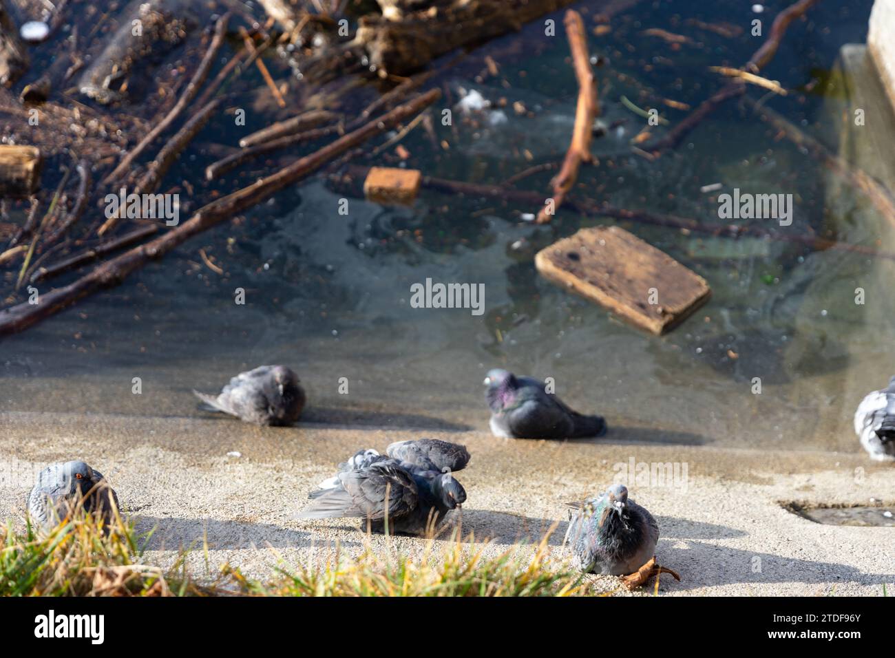 Spazzatura di plastica nel fiume. Inquinamento ambientale. Foto Stock