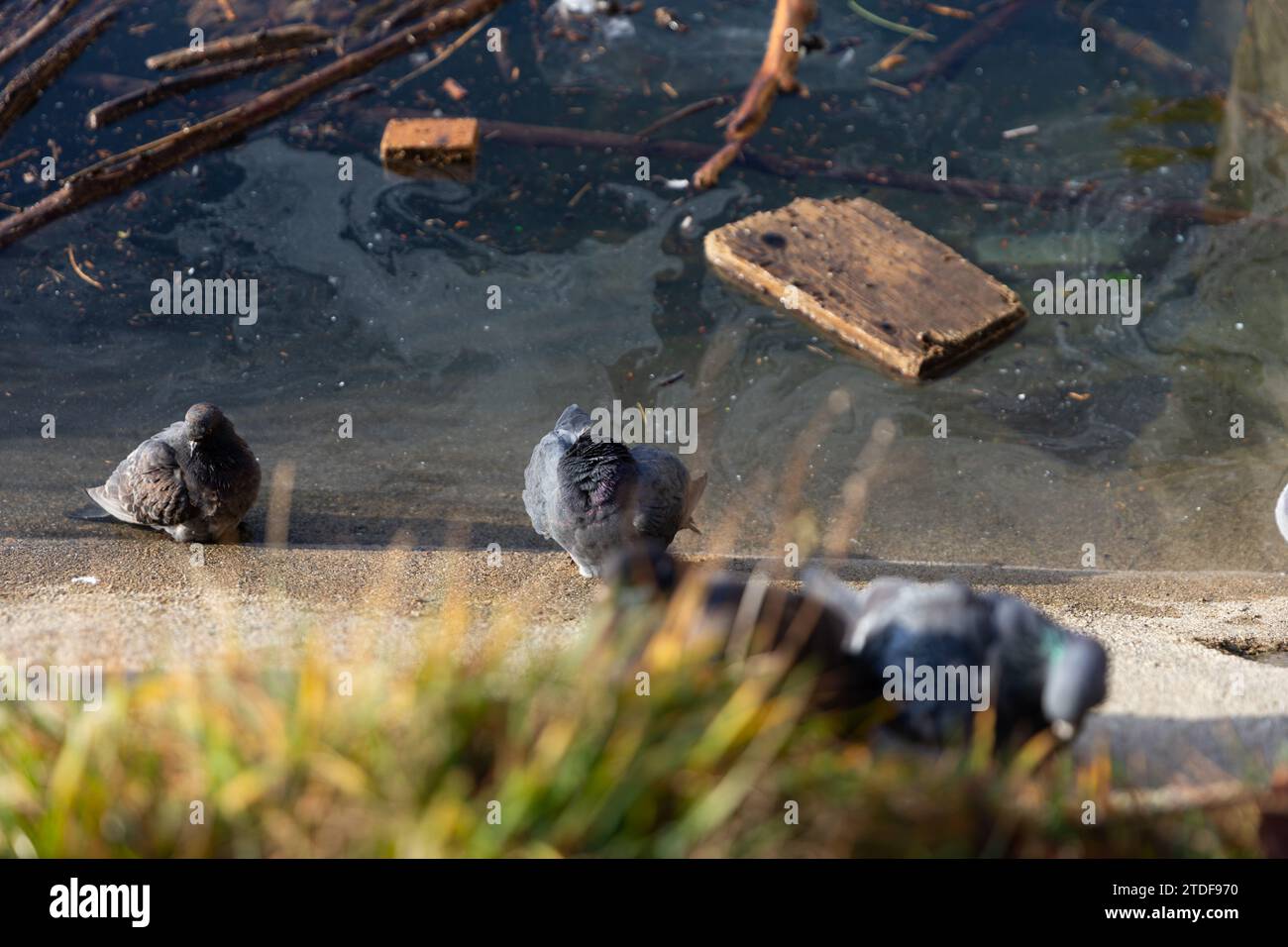 Piccioni sulla riva del lago sporco in primavera. L'immagine mostra l'inquinamento dell'ambiente e l'impatto che questo ha sugli animali nel loro Foto Stock