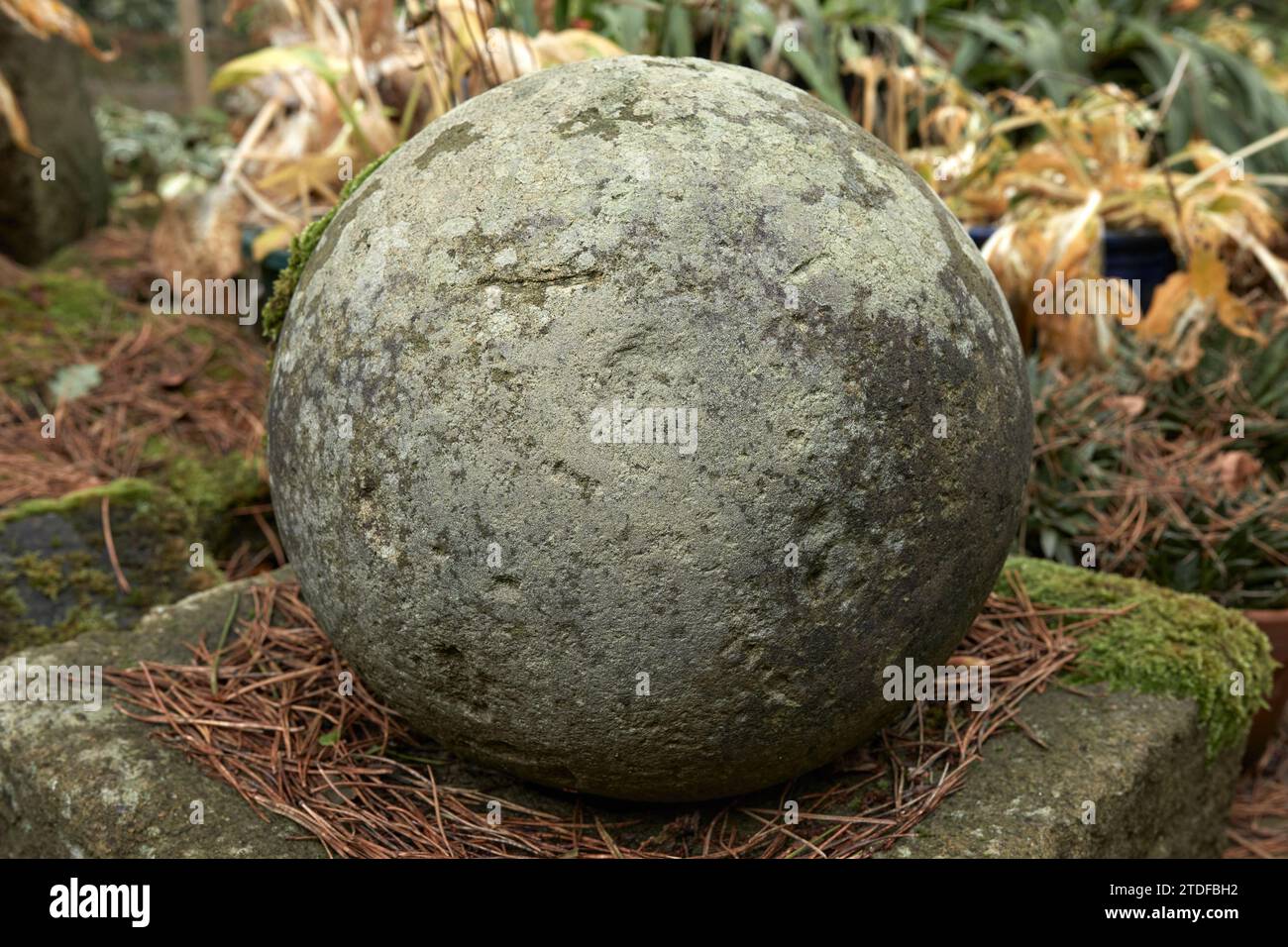 In ottobre, circondato da aghi di pino scozzese, un ornamento in pietra a forma di palla. North Yorkahire. REGNO UNITO Foto Stock