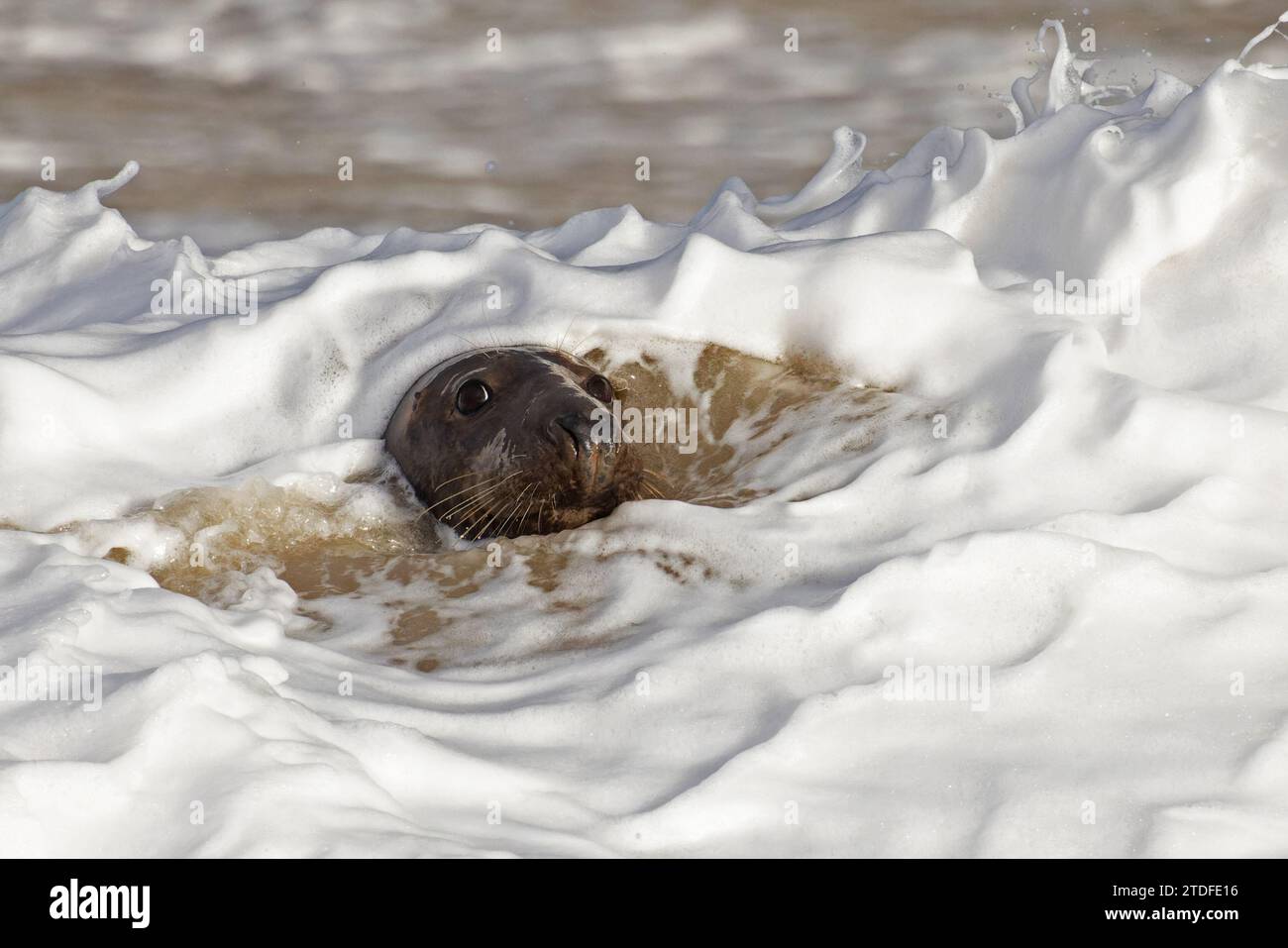 Foca grigia (Halichoerus grypus) nuota in acque burrascose Norfolk novembre 2023 Foto Stock