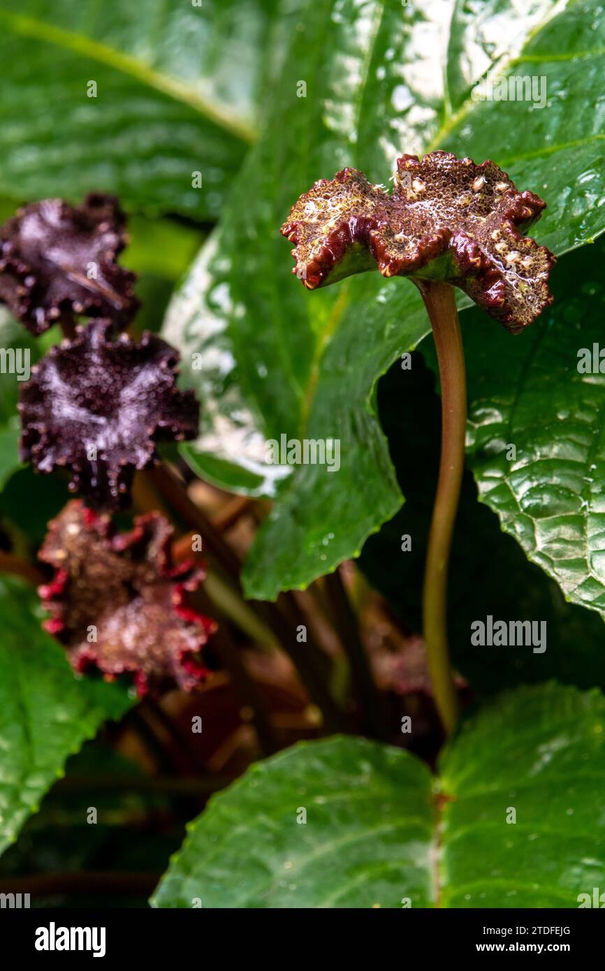 Superficie a foglia verde lucido e scuro delle piante della foresta pluviale Congo fico Dortenia Elata Foto Stock