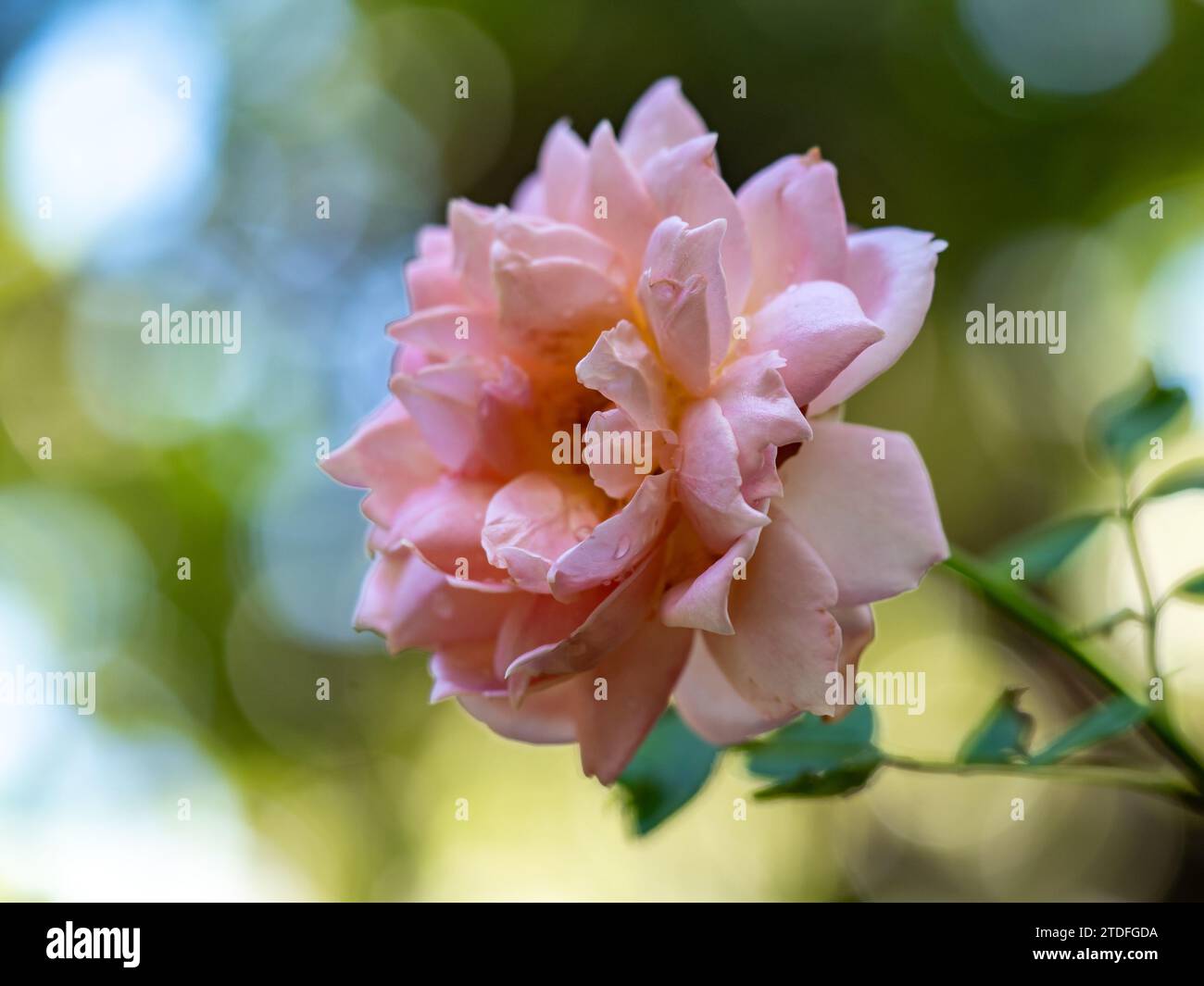 Forma e colori delle rose della celebrazione del Giubileo che fioriscono in giardino Foto Stock