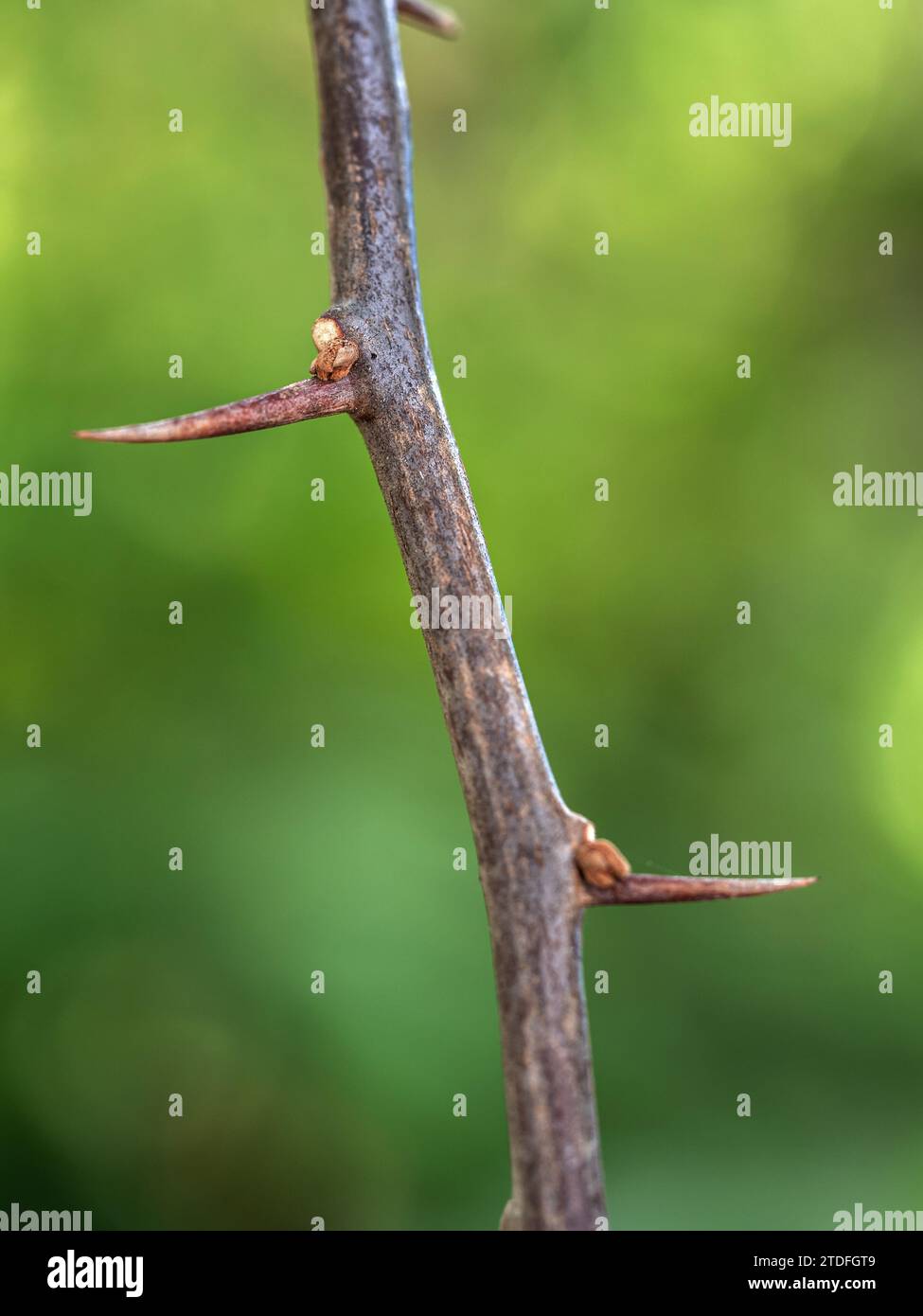 Spine affilate sui rami del fiore di carta Foto Stock