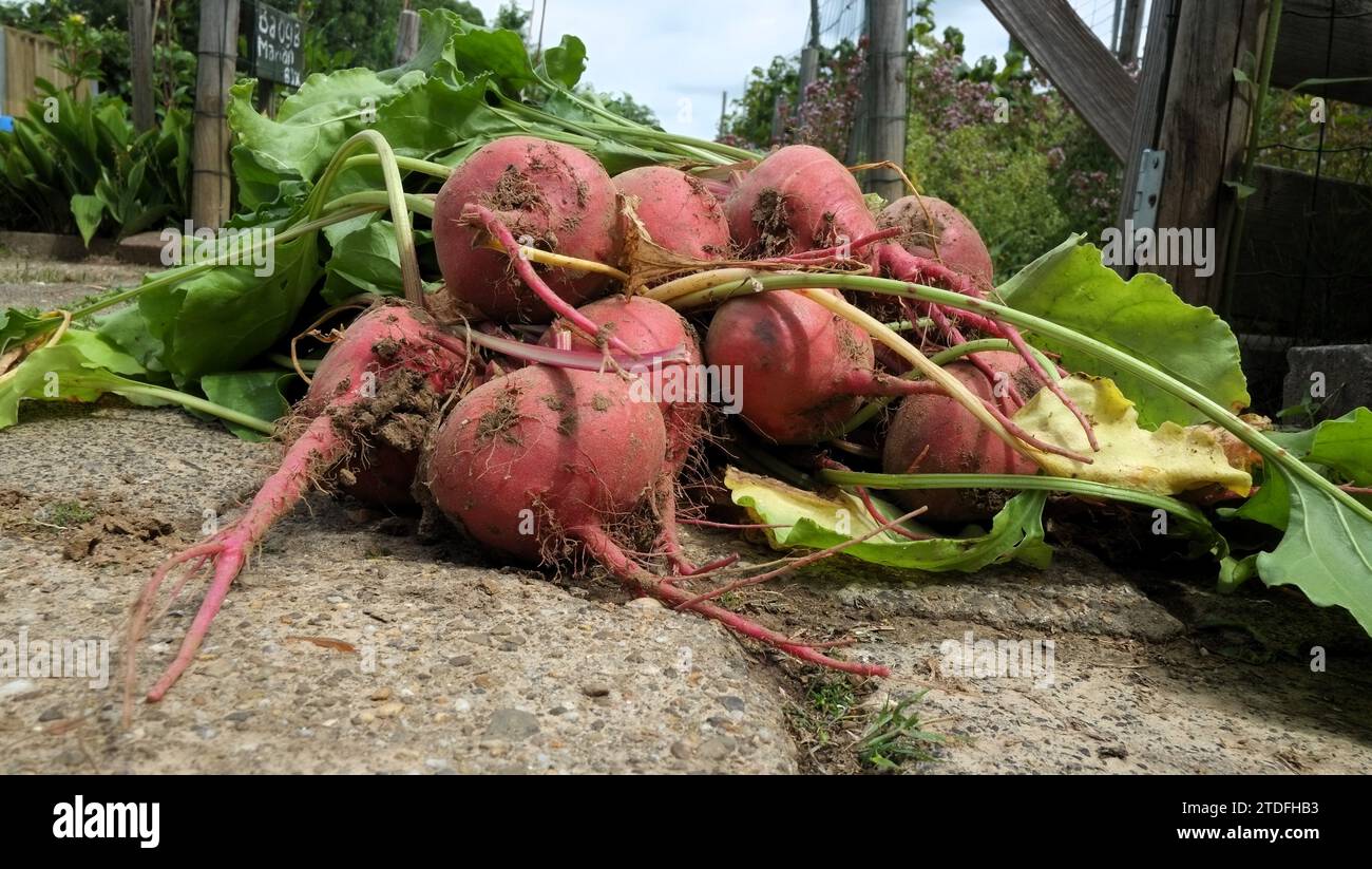 mazzo di barbabietola fresca raccolta Foto Stock