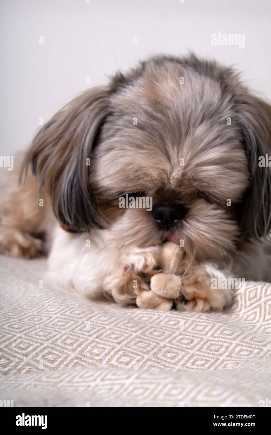 fotografia, shih tzu, cane, animale domestico, carino, animale, ritratto, aspetto, giocattolo, immagine a colori, interno, piccolo, mammifero, un animale, primo piano, animali domestici, pho Foto Stock