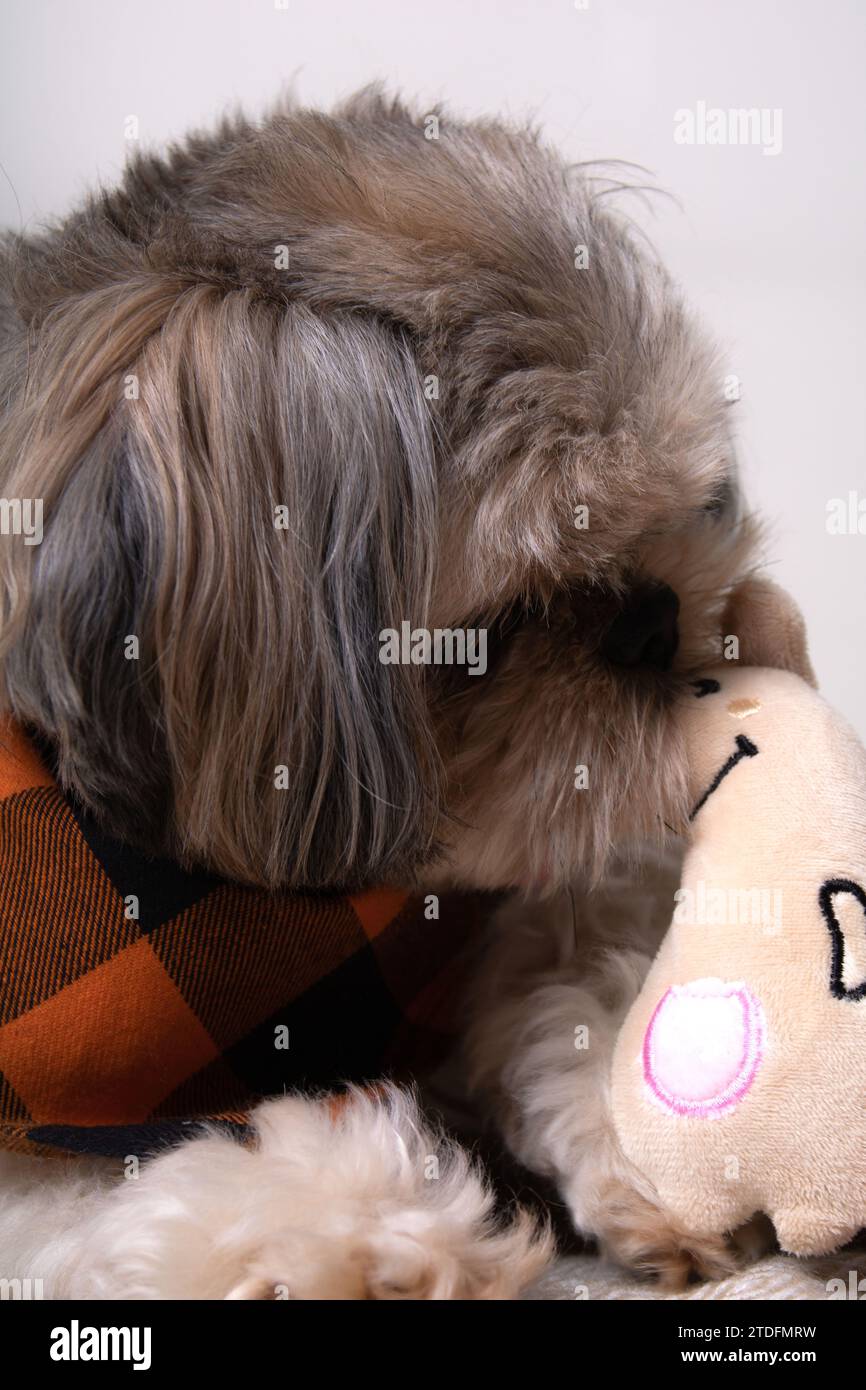 fotografia, cane, morso, animale domestico, shih tzu, ritratto, aspetto, giocattolo, immagine a colori, interno, piccolo, mammifero, un animale, animali domestici, gioco, gioco, p. Foto Stock