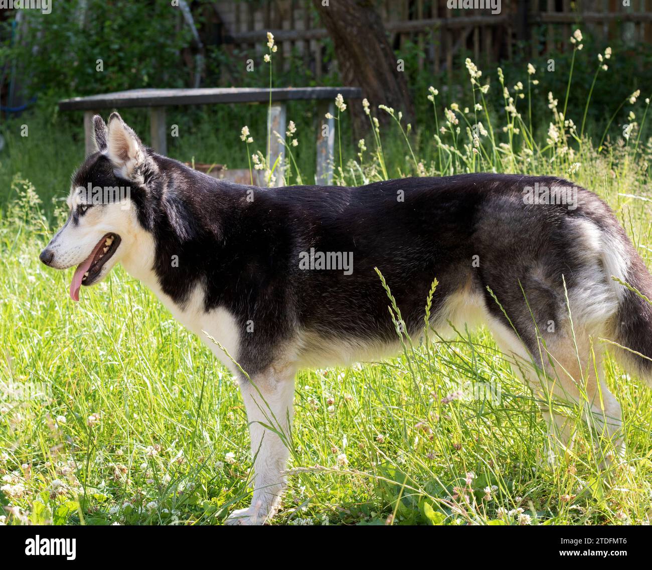 Foto husky siberiano, aspetto, erba, pedigree, cane di razza, animale, animale, cane, cane, cane, amico, naso, lingua, nessuna gente, fotografia, orizzontale, guarda Foto Stock