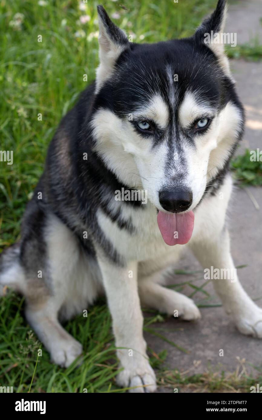 Foto husky siberiano, lingua, sguardo, occhio, viso, animale, animale domestico, cane, amico, purosangue, fotografia, osservazione, primo piano, animali domestici, cane di razza pura Foto Stock
