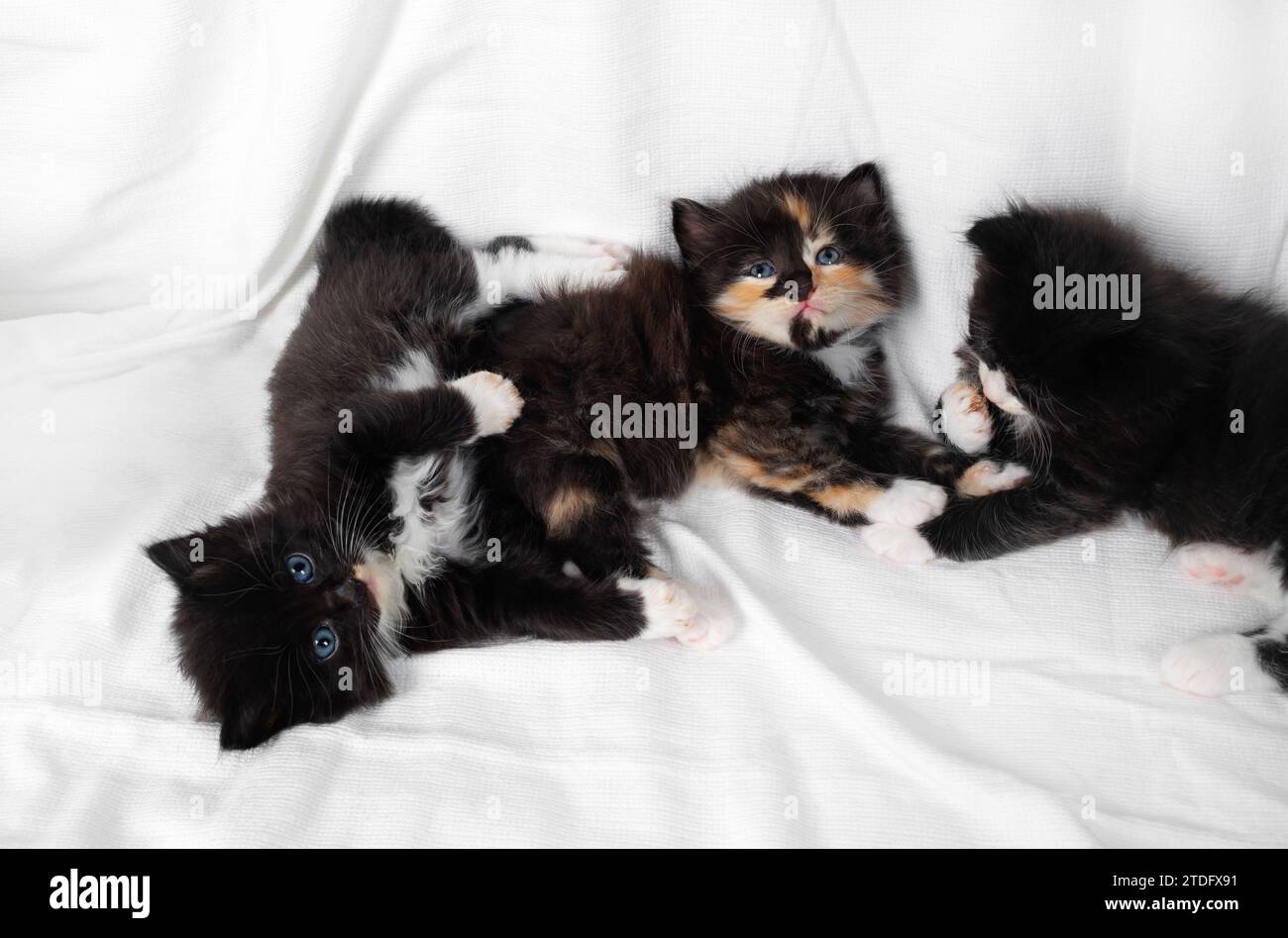 Piccoli gattini sdraiati su sfondo bianco. Foto Stock