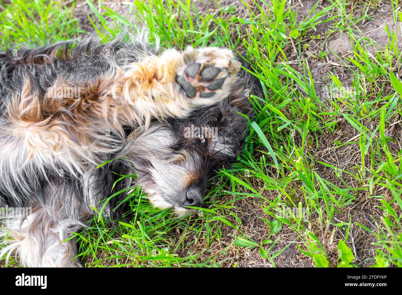 Un cane arrogante giace sull'erba verde con la zampa sollevata. Sollevare animali domestici. Foto Stock