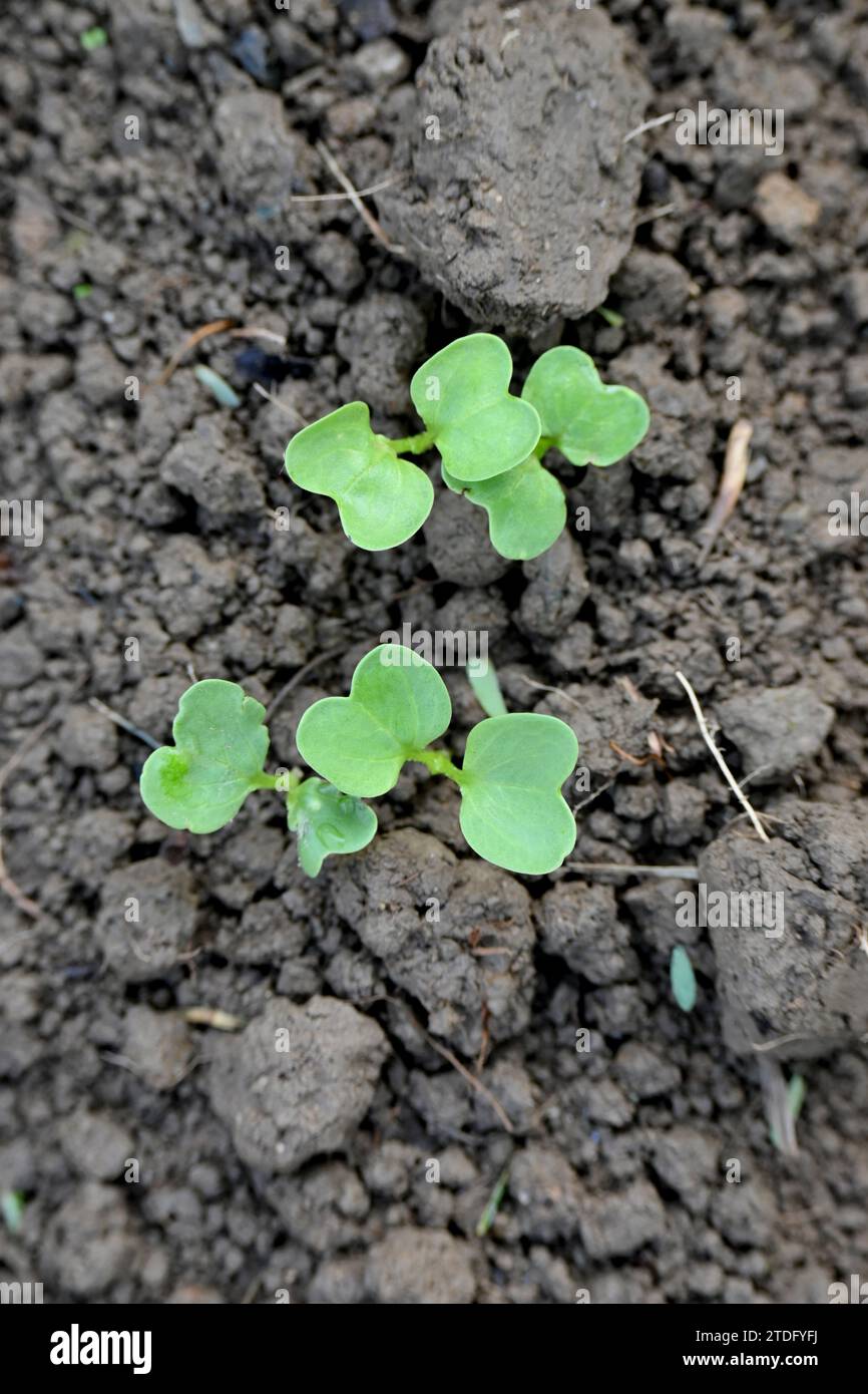 chiudere il mazzo di piccoli ravanelli verdi maturi con il terreno dell'azienda, fuoco morbido, sfondo verde marrone naturale. Foto Stock