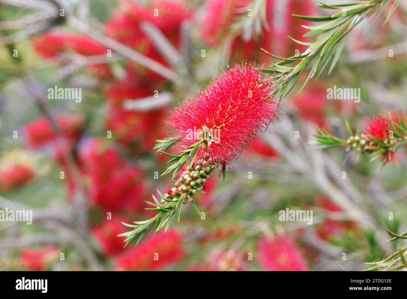 Callistemon rigidus. Fiore di bottlebrush rigido. Foto Stock