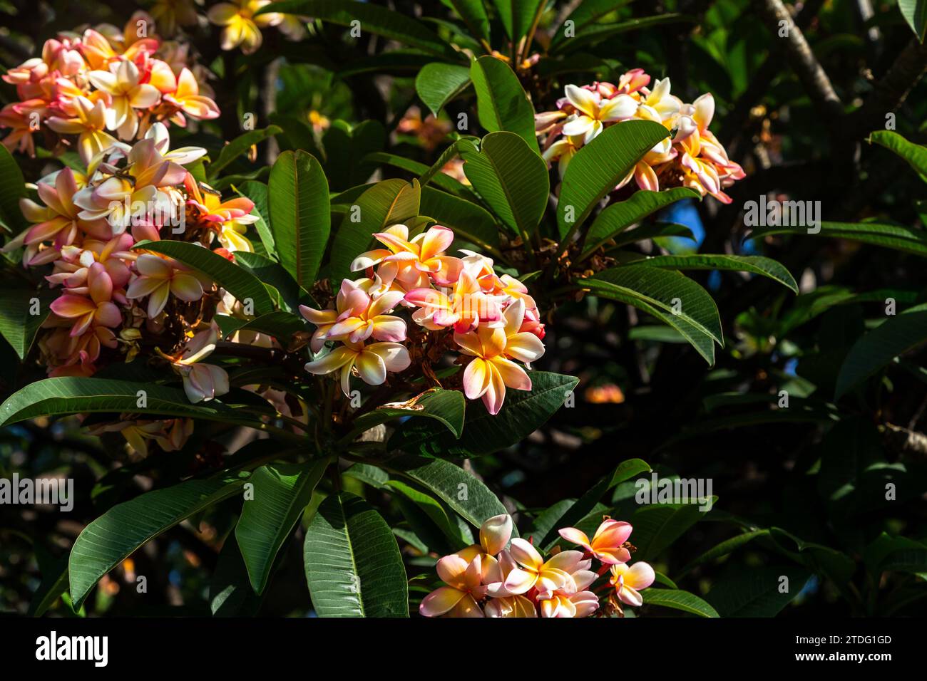 Si tratta di fiori insoliti e luminosi dell'albero tropicale Plumeria Rubra. Foto Stock