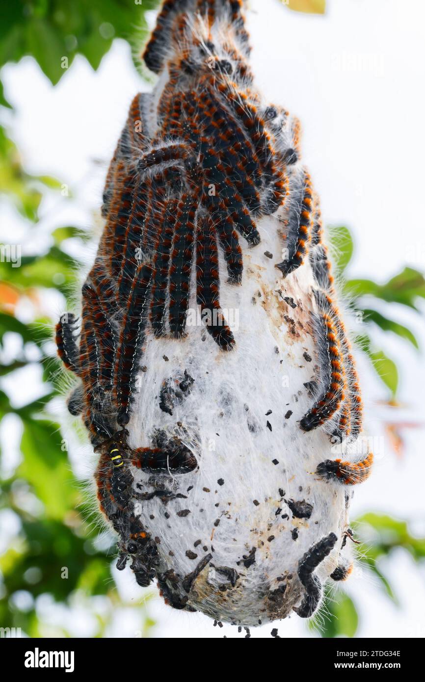 Wollafter, Frühlings-Wollafter, Raupe, Raupen, Raupengespinst, Gespinst, Nest, Birkennestspinner, Eriogaster lanestris, Bombyx lanestris, Eggar piccolo, Foto Stock