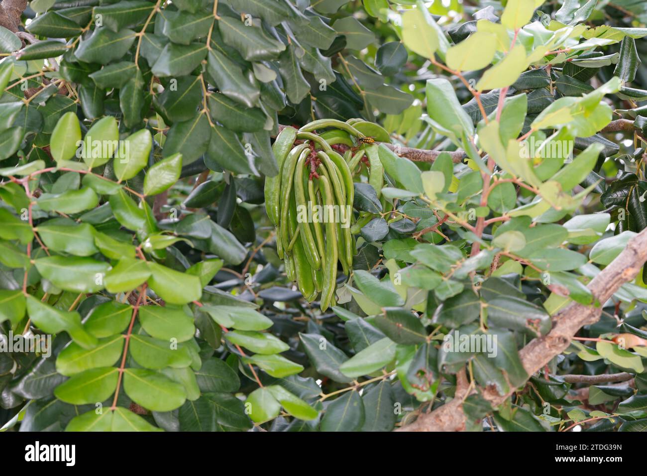 Johannisbrotbaum, Johannis-Brotbaum, unreife Früchte Ceratonia siliqua, Carob, pane di San Giovanni, frutta, Caroubier Foto Stock