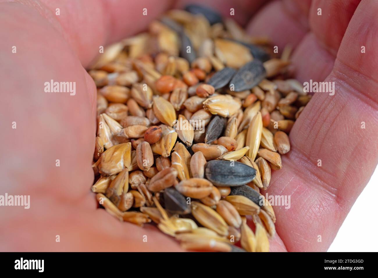 Il cibo sparso in mano in un primo piano Foto Stock