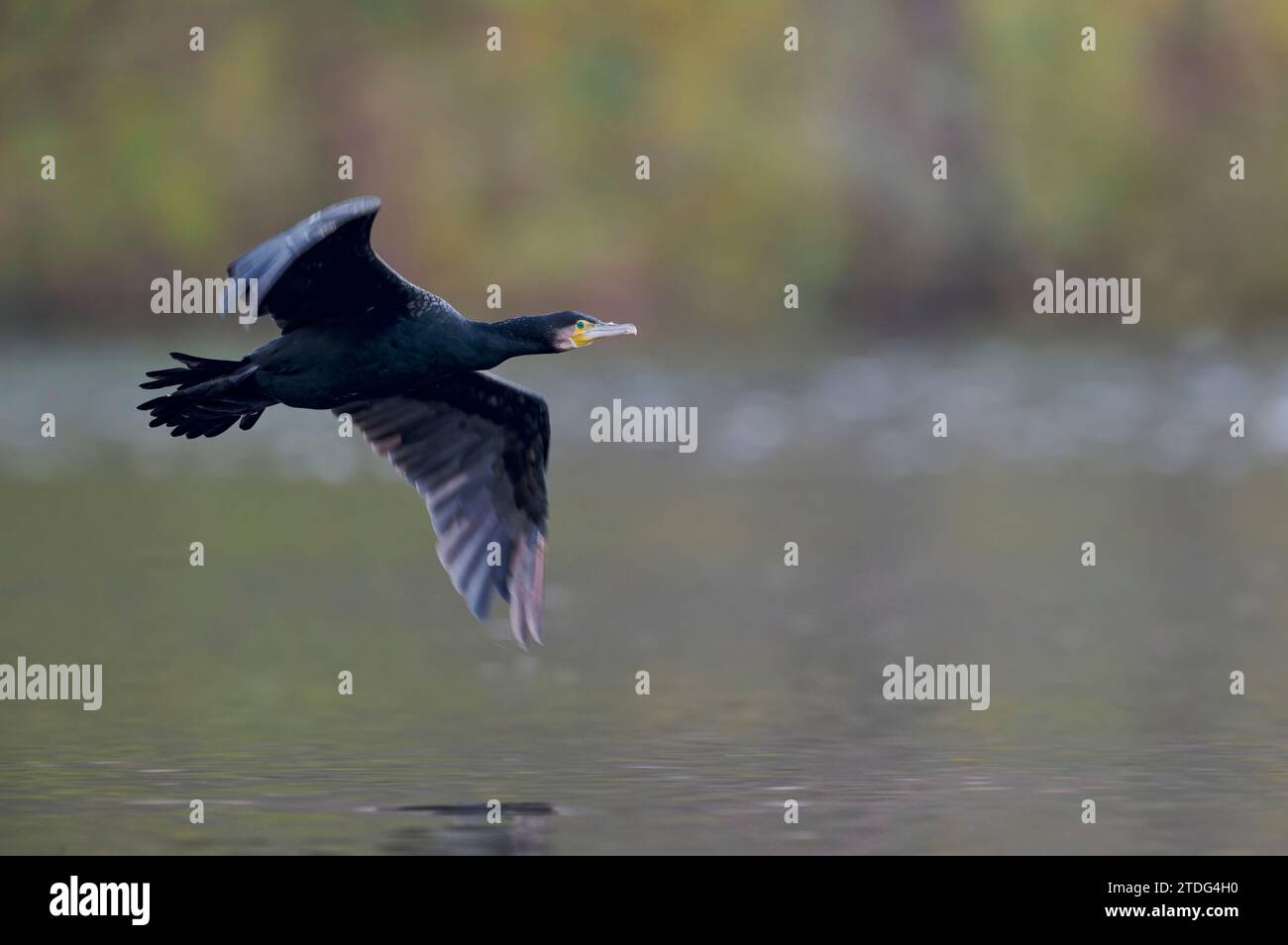Kormoran, Phalacrocorax carbo, grande cormorano nero Foto Stock