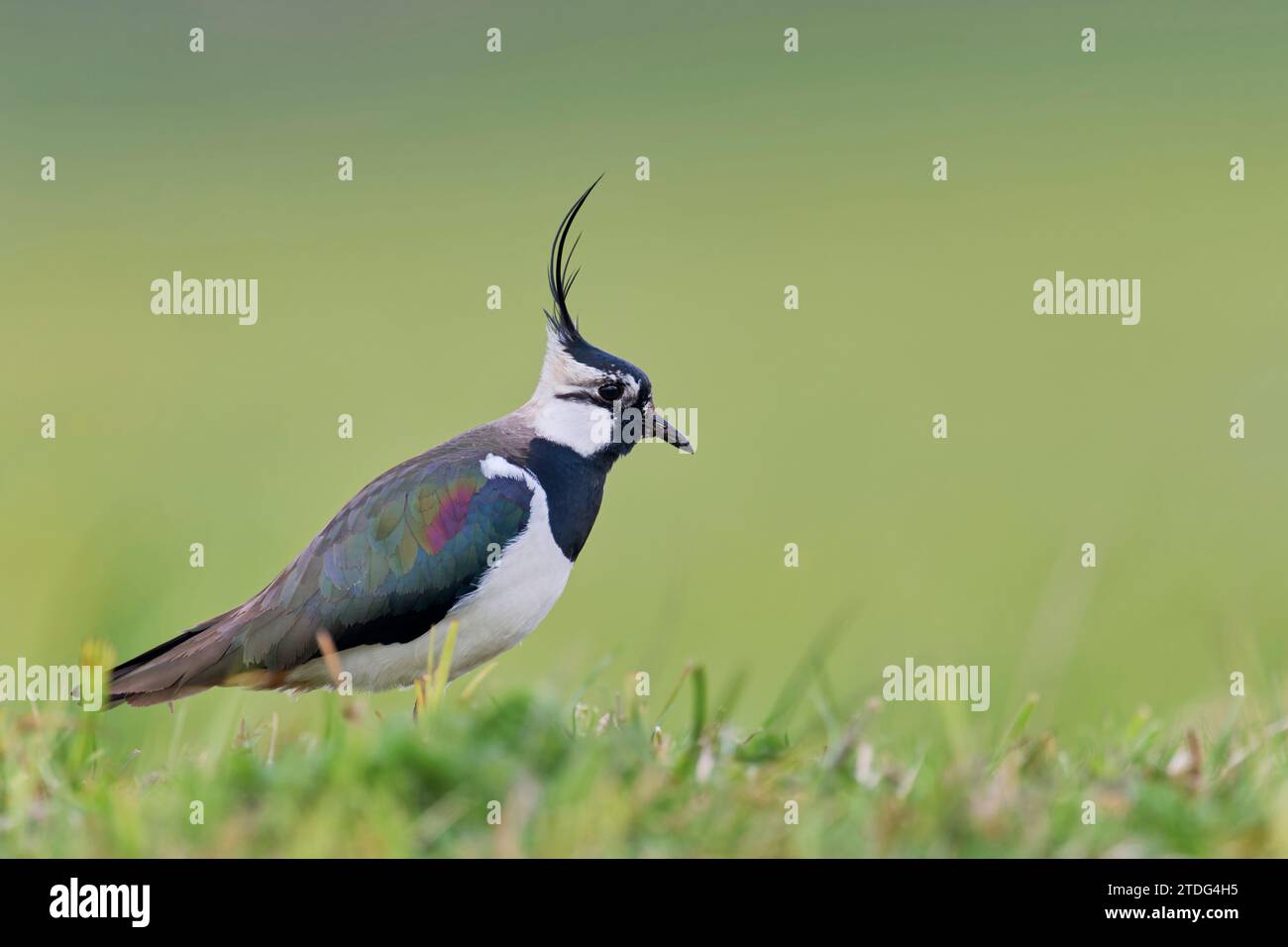 Kiebitz, Vanellus vanellus, Pavoncella Foto Stock