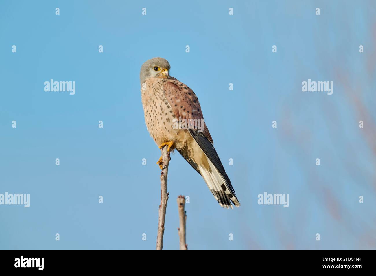 Turmfalke, Falco tinnunculus, comune gheppio Foto Stock
