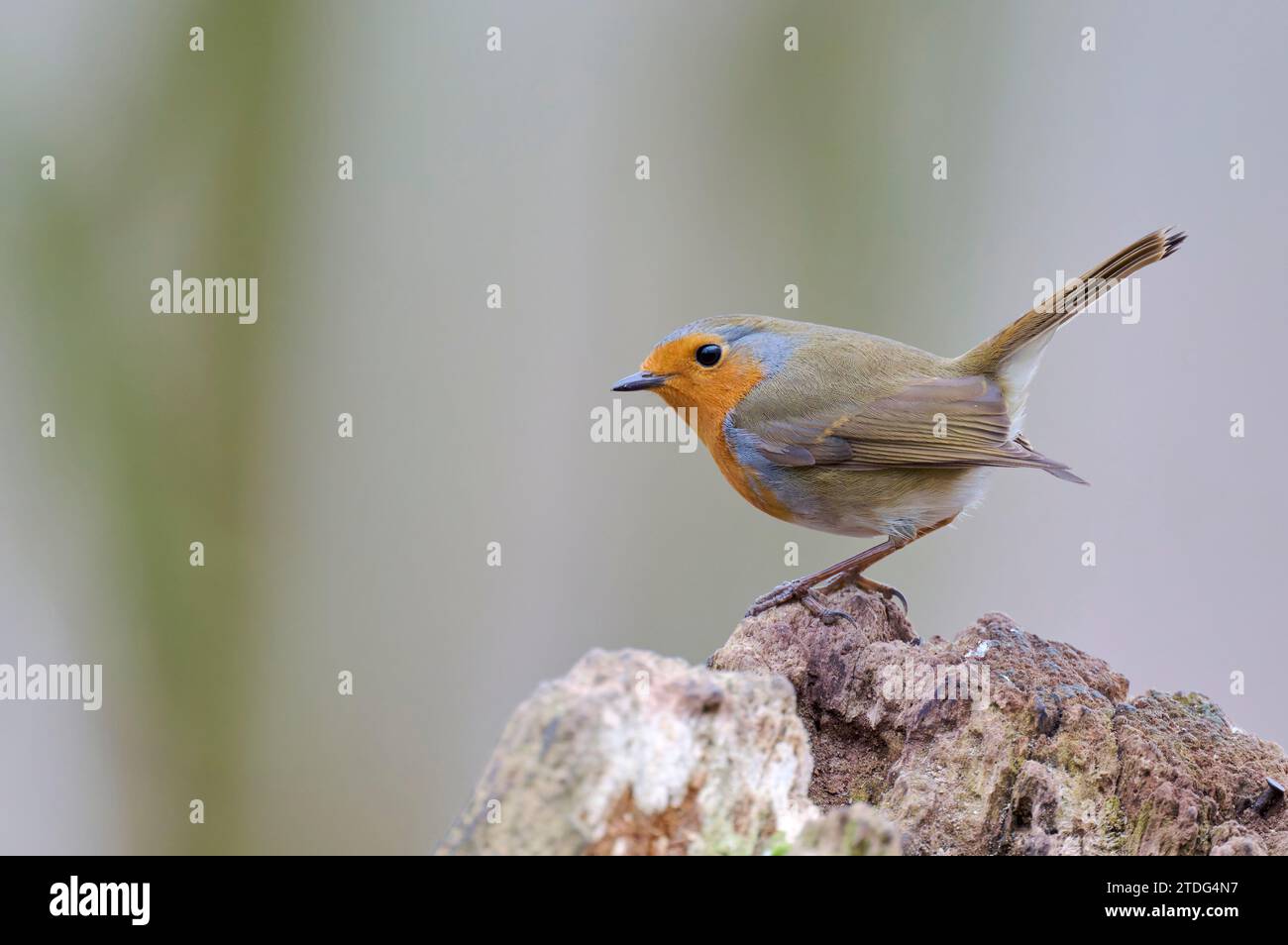 Rotkehlchen, Erithacus rubecula, Robin Foto Stock